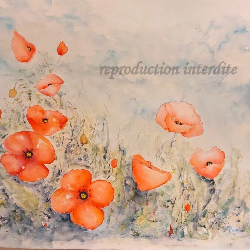 Coquelicots 2