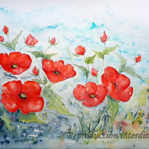 Coquelicots