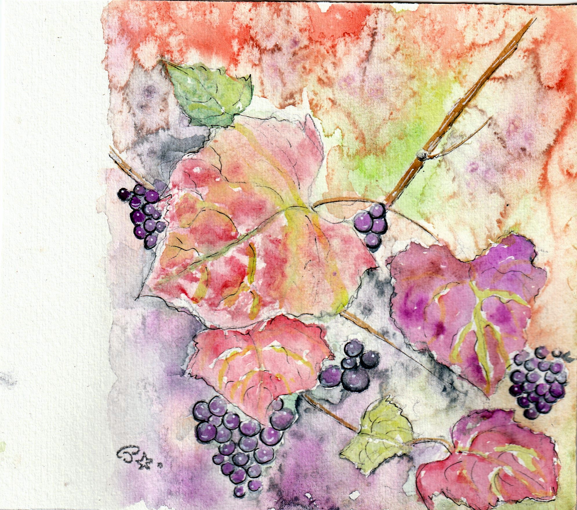 Vignes dans le Minervois